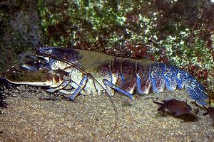 Astice (Homarus gammarus)