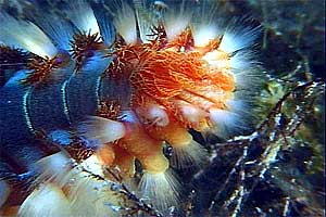 Vermocane (Hermodice carunculata)