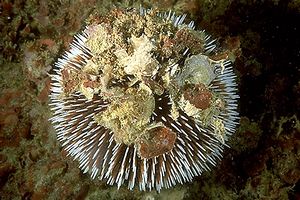 Riccio di prateria (Sphaerechinus granularis)