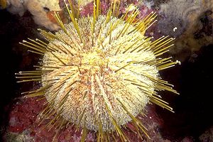 Riccio melone (Echinus melo)