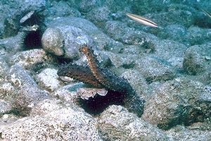 Oloturia (Holothuria tubulosa)