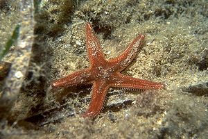 Stella pettine bruna (Astropecten spinulosus)