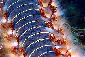 Vermocane (Hermodice carunculata)