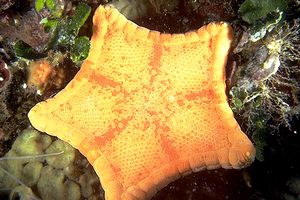 Stella pentagono (Peltaster placenta)