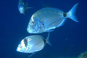 Sarago maggiore (Diplodus sargus sargus)