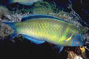 Donzella pavonina (Thalassoma pavo)