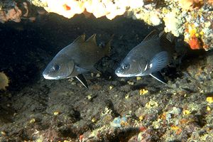 Corvina (Sciaena umbra)