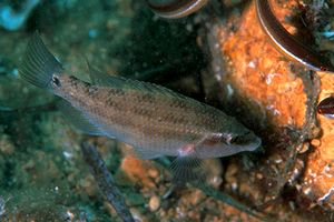 Tordo pavone (Symphodus tinca)