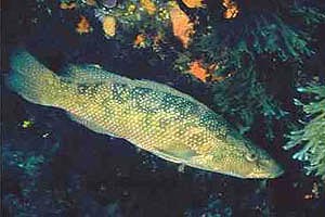 Tordo (Labrus viridis)