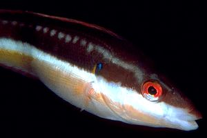 Donzella (Coris julis)