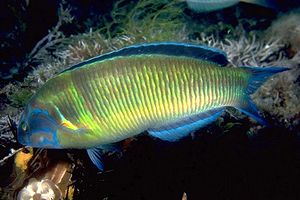 Donzella pavonina (Thalassoma pavo)