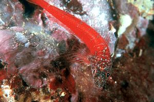 Peperoncino minore (Tripterygion melanurus)