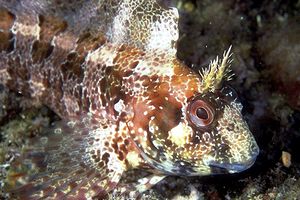 Bavosa ruggine (Parablennius gattorugine)