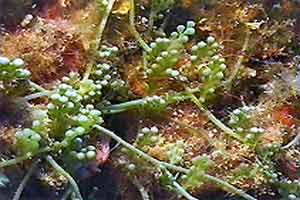 Caulerpa (Caulerpa racemosa)