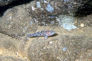 Ghiozzo leopardo (Thorogobius ephippiatus)