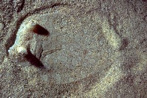 Rombo (Bothus podas podas)