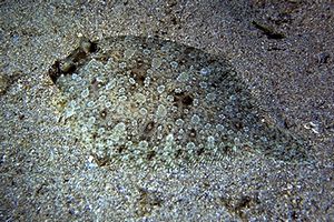 Rombo (Bothus podas podas)