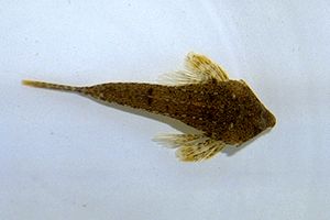 Dragoncello (Callyonimus sp.)