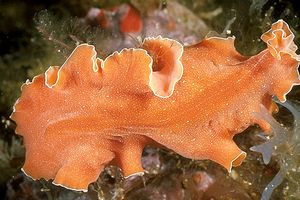 Platelminta (Yungia aurantiaca)