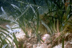 Posidonia (Posidonia oceanica)