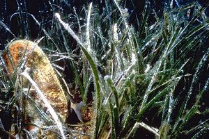 Posidonia (Posidonia oceanica)