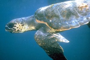 Caretta (Caretta caretta)