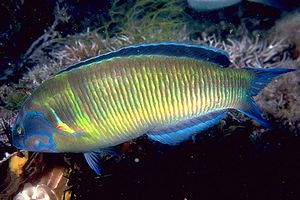 Donzella pavonina (Thalassoma pavo)