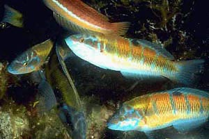 Donzella pavonina (Thalassoma pavo)
