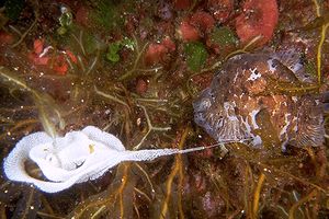 Opistobranco (Opistobranco sp.)