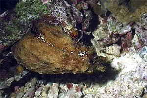 Dolabella (Dolabella auricularia)