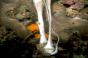 Spugna patata (Chondrosia reniformis)