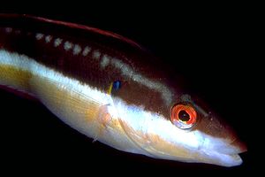 Donzella (Coris julis)