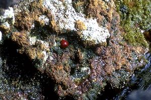 Pomodoro di mare (Actinia equina)