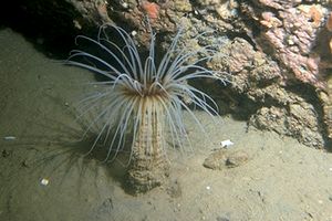 Cerianto (Cerianthus membranaceus)