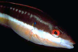 Donzella (Coris julis)