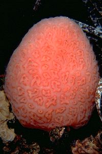 Tunicato (Tunicato n.d.)