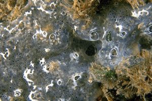 Tunicato (n.d. n.d.)