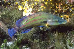 Tordo pavone (Symphodus tinca)