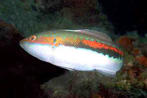 Donzella (Coris julis)