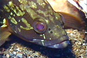 Cernia bruna (Epinephelus marginatus)