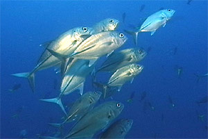 Carangide giallo (Carangoides fulvoguttatus)