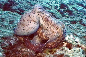 Polpo (Octopus cyanea)