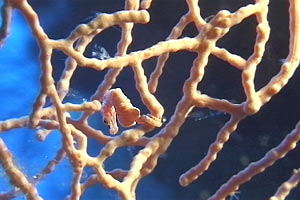 Cavalluccio marino pigmeo (Hippocampus denise)