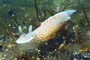 Cromodoride a pois rossi (Chromodoris elegantula)