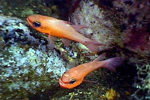 Re di triglie (Apogon imberbis)