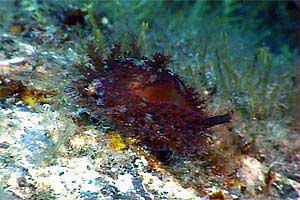Ciprea  mediterranea (Erosaria spurca)