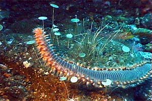 Vermocane (Hermodice carunculata)