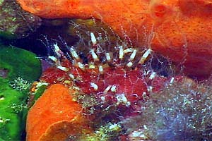 Cornucopia (Cornularia cornucopiae)