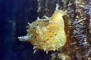 Gasteropode (Notarchus punctatus)