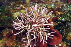 Alga calcarea (Tricleocarpa fragilis)